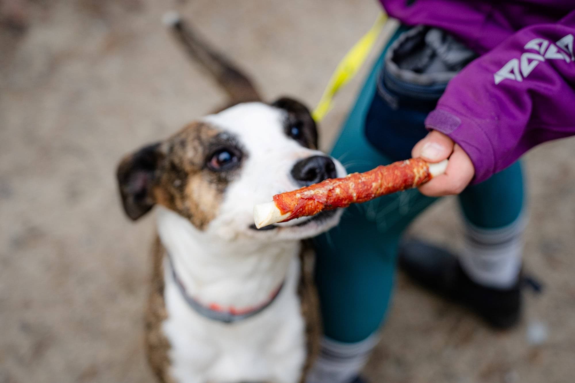 Przysmak dla psa 17 cm z skóry wołowej i kaczki 500 g Can Agri