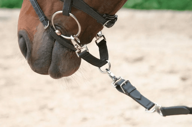 Akcesoria dla konia